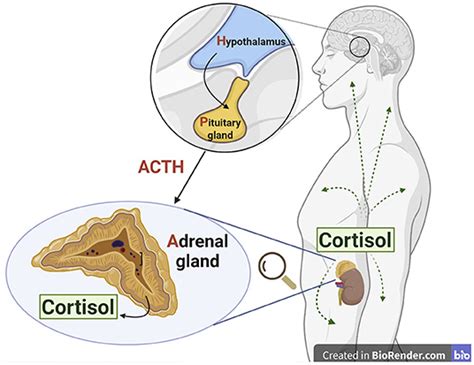 The Power Of Your Adrenal Glands To Help You Cope With Stress