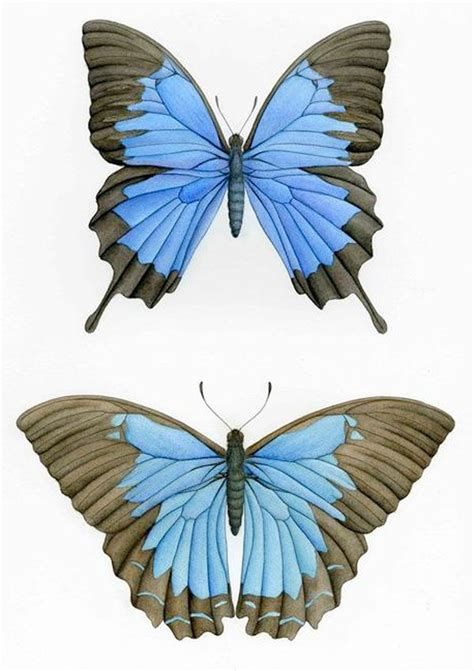 Scientific Illustration By Chelsea Gordon Van Art Butterfly