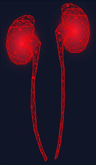 Polygonal Human Kidneys Made Of Red Lines And Dots Organ For Urine