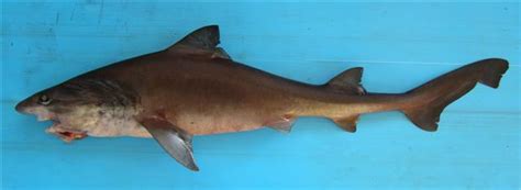 Bigeye Houndshark Iago Omanensis Shark Database