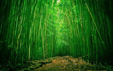 Background Hutan Bambu Arashiyama Bamboo Forest Wallpaper