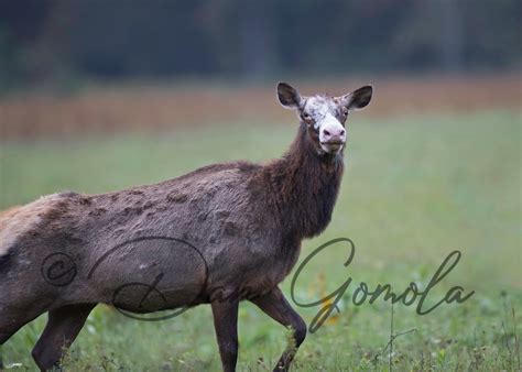Dan Gomola Wildlife Photography American Elk Pa Elk Oct 2016
