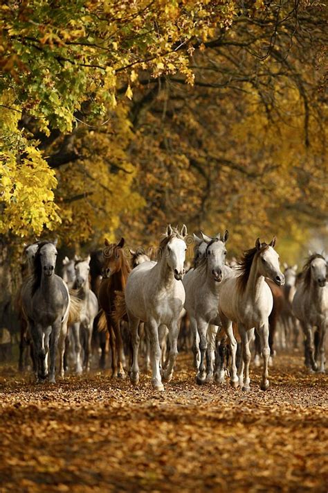Horses In Autumn Stock Photo Image Of Pasture Wild 41122552