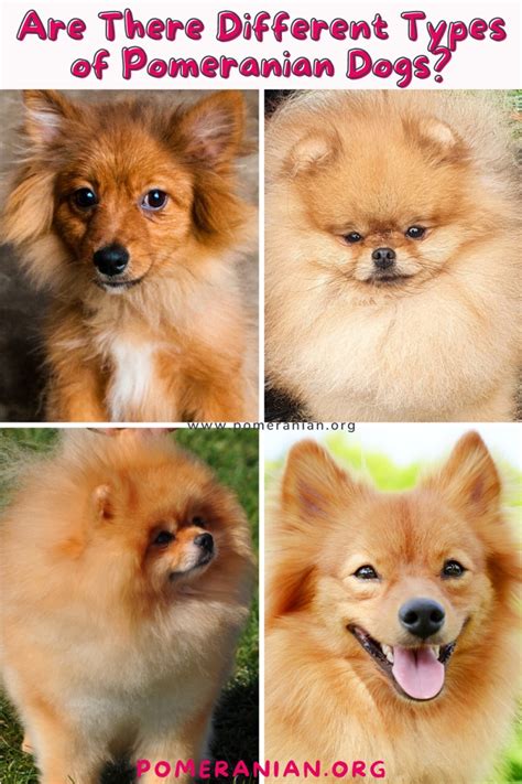 Are There Different Types Of Pomeranian Dogs