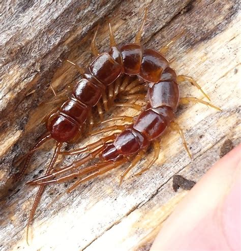Brown Stone Centipede Brandeis University Non Holometabolous