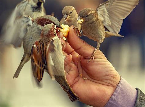 Is Feeding Wild Birds Good Or Bad Worldatlas