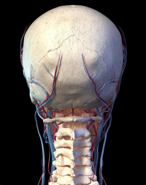 Occipital Artery Anatomy Function And Significance