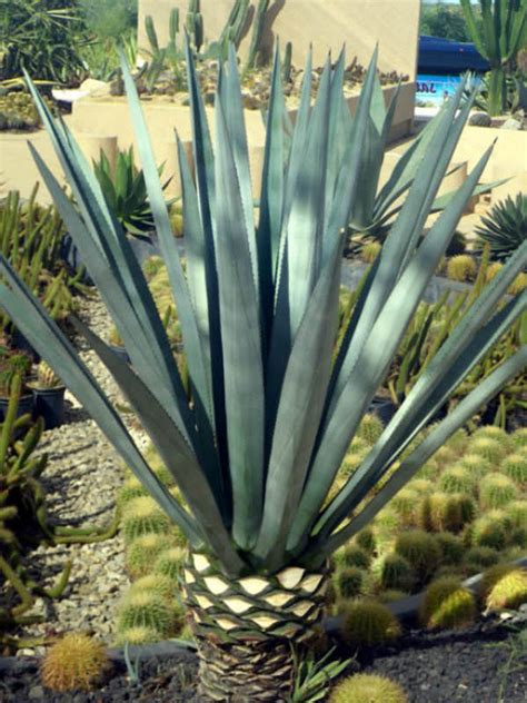 Agave Tequilana Blue Agave Tequila Agave World Of Succulents