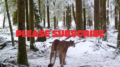 Cougar Vancouver Island Youtube