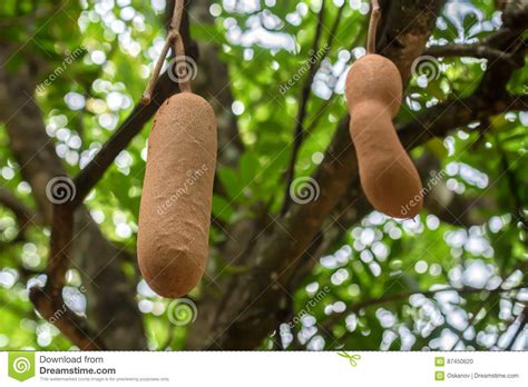 Sausage Tree Fruit Stock Photo Image Of Ground Hanging 87450620