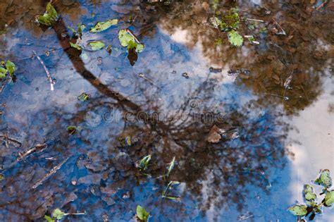 Spring Park Reflections In The Puddles Stock Image Image Of Colored