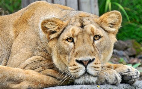 Free Photo Lioness In Closeup Animal Cat Closeup Free Download