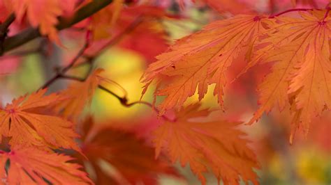 Download Wallpaper 3840x2160 Leaves Bright Autumn Macro 4k Uhd 169