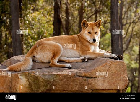 Dingo Australiano Nativo Perro Canis Lupus Familiaris Sobre Una