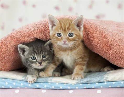 Cat Ginger And Grey Tabby Kittens Print 8183670 Framed Photos