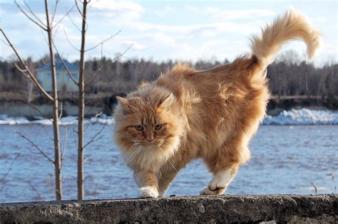 The Majestic Norwegian Forest Cat The Purrington Post