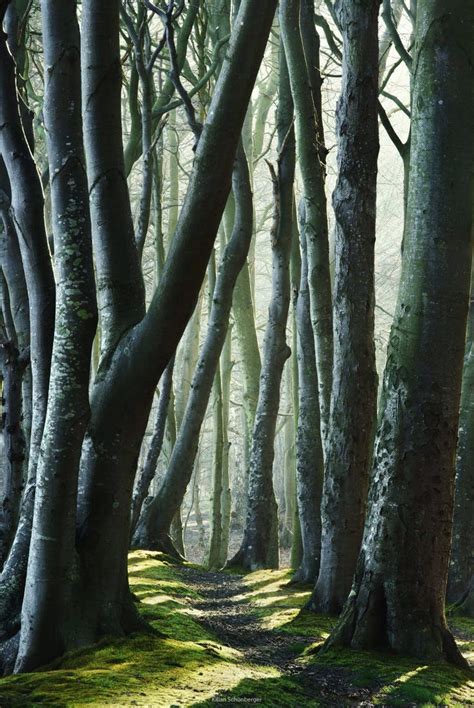 Secret Path Scenery Landscape Mystical Forest