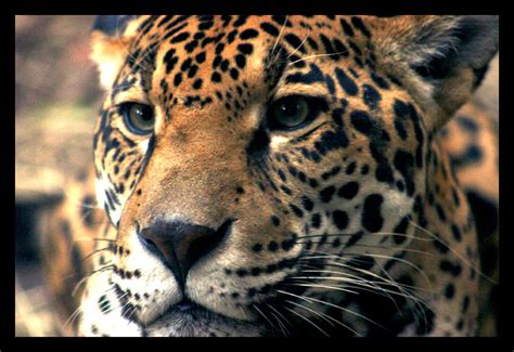 Jaguar Face Big Cats Animals Jaguar