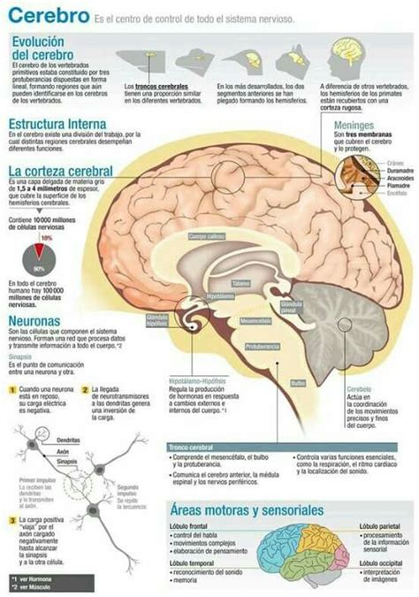 La Evolución Del Cerebro Con Imágenes Cerebro Humano Psicobiología