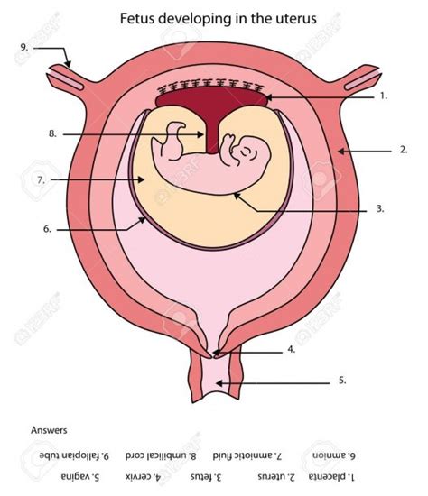 The internal parts of female sexual anatomy (or what's typically referred to as female) include: Labeled Diagram Of Developing Fetus In The Uterus Royalty ...