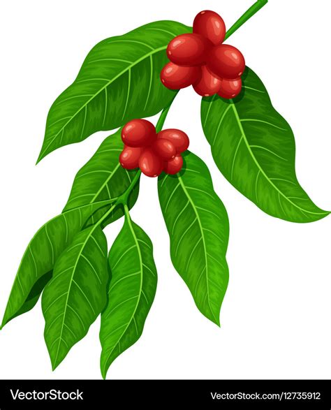 Coffee Branch Coffee Plant With Coffee Leaf Vector Image