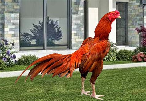 Warna ayam pamangon wido yang bagus : Warna Bulu Ayam Bangkok Super, Berpetuah dan Menangan | Ayam Juara | Ayam, Bangkok, Jurassic world