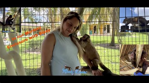 In The Enclosure With Monkeys Toby Angelika Russel Youtube