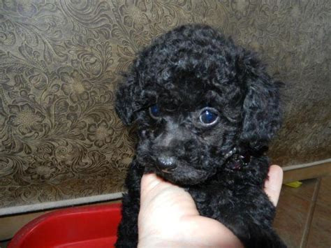 Akc Black Tiny Female Teacuptoy Poodle 9 Weeks Old For Sale In Yucca