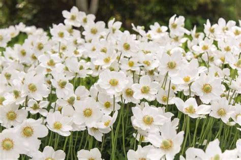 How To Grow And Care For Japanese Anemone Flowers