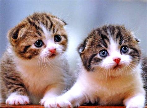 Kumpulan Gambar Kucing Lucu Dan Imut Harian Nusantara