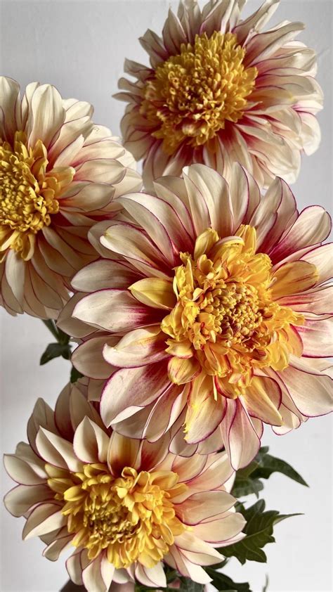 Polka Dahlias Colorado Grown Blooms In Flower Farm Flower