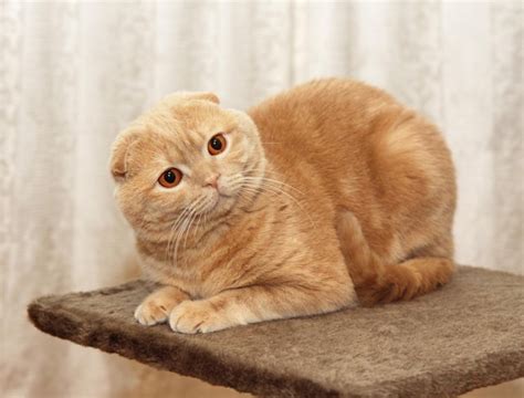 Premium Photo Portrait Of Redhaired Scottish Fold Cat