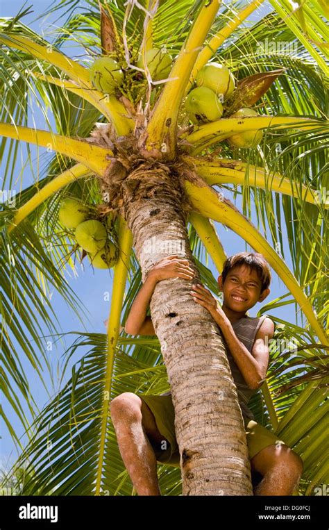 A Boy Climbing Up A Coconut Tree On A Tropical Island In The