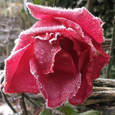 Frosted Rose Rose Frosty Foggy