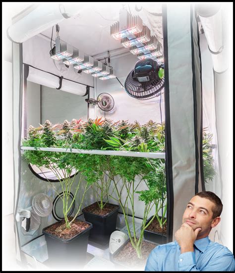 How To Set Up A Grow Tent For Cannabis Plants — Green Living Blog