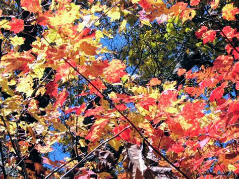 Nine Minute Naturalist Fall Foliage • The Nature Foundation At Wintergreen
