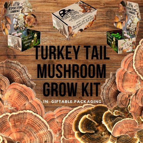 turkey tail mushroom growing kit trametes versicolor diy etsy