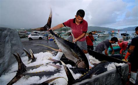 Kebijakan Penangkapan Ikan Terukur Adalah Bentuk Maladaptasi Krisis