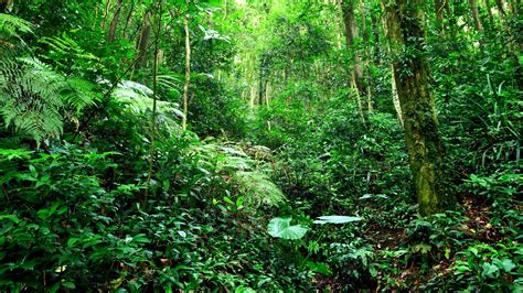 Fonds Décran Forêt Tropicale Jungle Buissons Herbe Arbres Vert