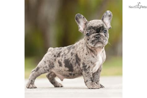 Find french bulldog in canada | visit kijiji classifieds to buy, sell, or trade almost anything! 99+ Full Grown Blue Merle French Bulldog - l2sanpiero
