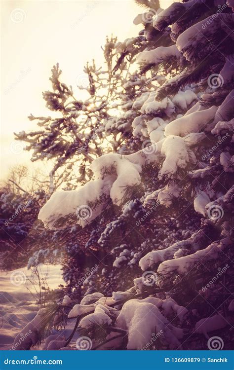 Amazing Snow Covered Spruces After Strong Snowfall Stock Image Image