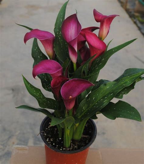 The different calla species have adapted to a wide range of environmental conditions. Calla Lily Bulbs Potted Balcony Plant Calla Can Radiation ...