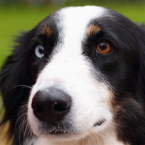 150 Names For Dogs With 2 Different Eye Colors Heterochromia