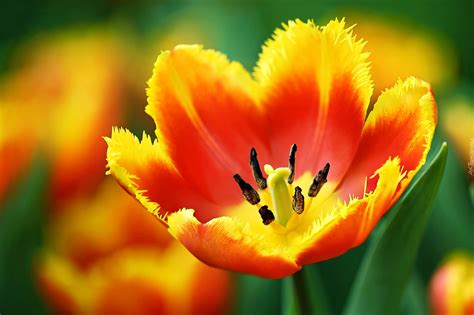 Kwiat Tulipan