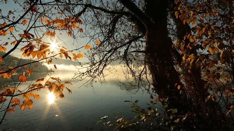 2048x1152 Autumn Tree Lake Sunbeams Morning 4k 2048x1152 Resolution Hd