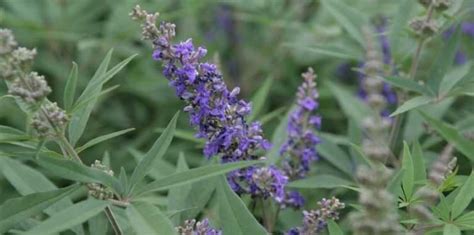 Arbuste à Fleurs Bleues 8 Indispensables Quil Faut Avoir Dans Son Jardin