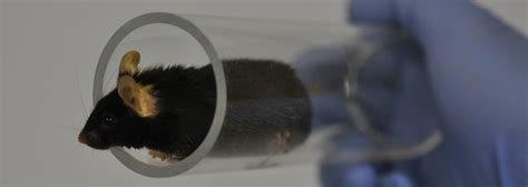 Improving Methods For Handling Laboratory Mice Faculty Of Health And