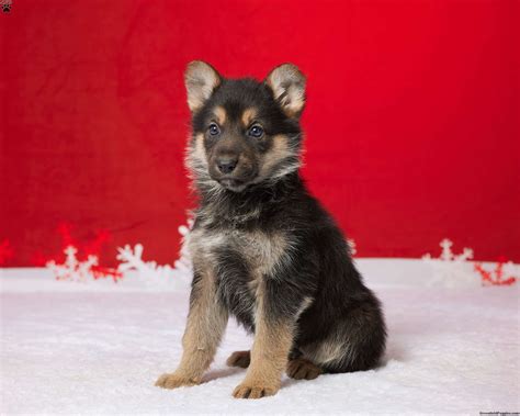 Sally German Shepherd Puppy For Sale In Ohio