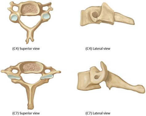 4 Cervical Spine Anatomy Neupsy Key