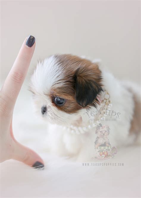 Chocolate Shih Tzu Puppies South Florida Teacups Puppies And Boutique